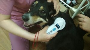 Чипирование собак и кошек