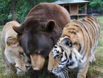 v_amerikanskom_priiute_otmetili_15_leti_001