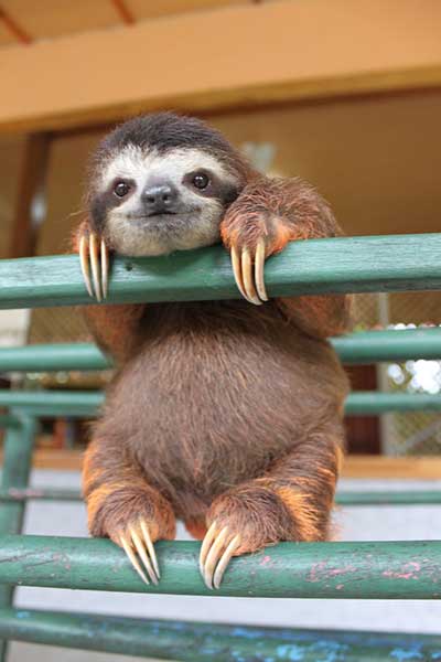 sloths_3
