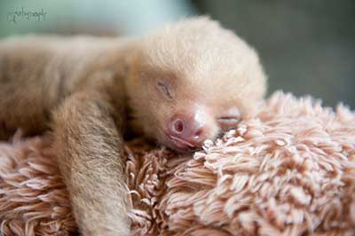 sloths_5