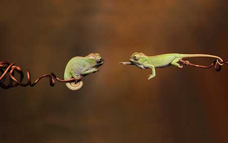 chameleons_1