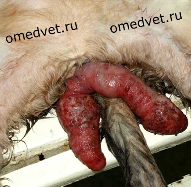 Выворот матки у кошек